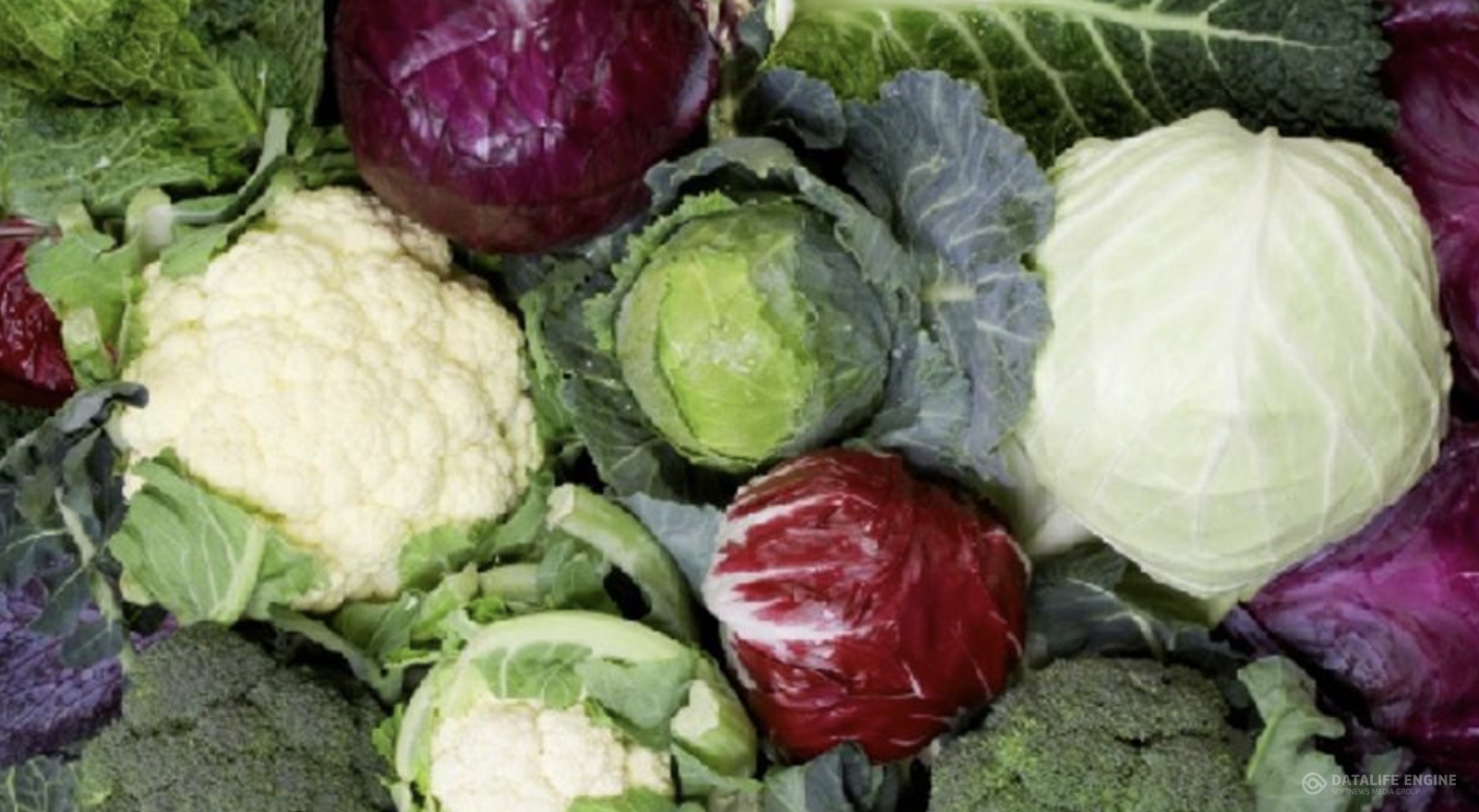 Қырыққабат – адам ағзасына өте пайдалы көкөністердің бірі.