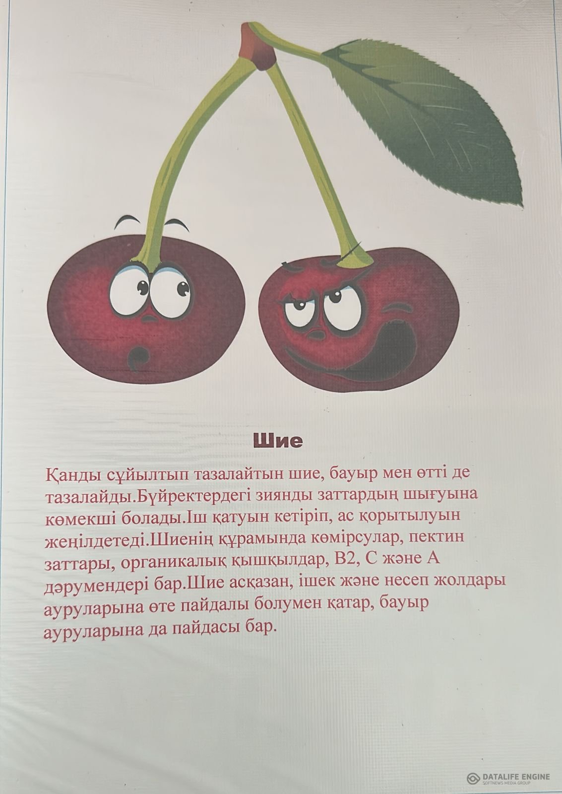 Шиенің пайдасы